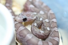 IMG_6014 Hypo Pewter .JPG