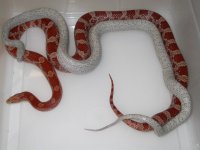 Lava Cinder X Lava h Cinder (ET165).JPG