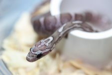 IMG_6016 Phantom (Het Bloodred) (2) .JPG
