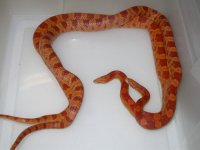Lava h Snow (EW176).JPG