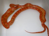 Lava h Sunkissed Caramel (FE209).JPG