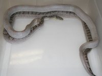 Lavender Blood X (McD) PS Granite ph Hypo Lav (EU205).JPG