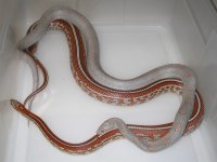 Lavender Blood X Tess h Amel Lavender Mot (EU122).JPG