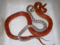 Lavender h SK HY ST ph Amel X Sunkissed h Lav (FK84).JPG
