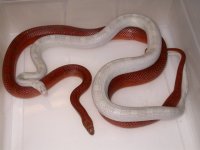 Lavender Pewter ph Hypo Anery X Bloodred h Lav ph Hypo (FA105).JPG