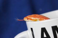 IMG_4361.JPG