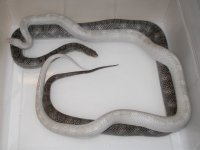 Lavender Pewter ph Hypo Anery X Pewter h SK (FA108).JPG