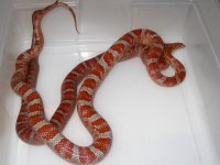 Miami h Amel Mot Blood X Miami Bloodred ph Amel Mot (DH204).JPG