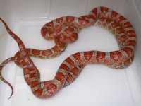Miami h Amel Motley Bloodred (DH128).JPG
