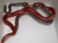 PS Blood h Anery - McD X Granite h PS Hypo Lav - McD (DF135).JPG