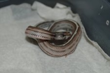 DSC_9298r.jpg