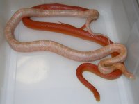 Salmon Snow X Sunglow Stripe h Anery (EE154).JPG