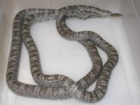SK Charcoal ph Amel Blood (BV141).JPG