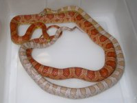 SK Coral Ghost ph Amel X Hypo h SK Amel Anery (FH104).JPG
