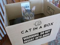 catinabox.jpg