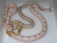 SK Coral Ghost ph Amel X Salmon Snow (FH140).JPG