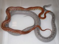 Tess h Lav Blood ph Hypo Char X Lav Blood h Hypo Char (FG7).JPG