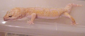 What-The-Heck 001.jpg