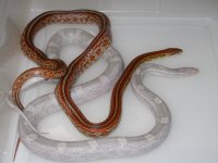 Tess h Lav Blood ph Hypo Char X Lava Lavender (FG208).JPG