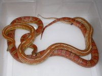 Tess h Lava Caramel X Normal h Topaz Blood (EO169).JPG