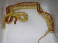 Tess h Lava Caramel X Topaz (EO171).JPG