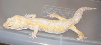 What-The-Heck 004.jpg