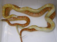 UK Golddust Blood X UK h Amel Caramel Blood (EN60).JPG