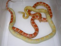 UK Golddust Bloodred X Ultramel h Car ph Blood (EN147).JPG