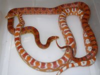 Ultramel Abbott Okeetee X Florescent RO (CL156).JPG