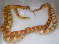 Ultramel Creamsicle X Creamsicle (CM138).JPG