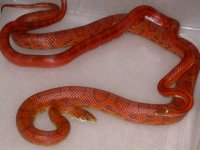 Pied Sided Blood X Sunkissed (AV13)1.jpg