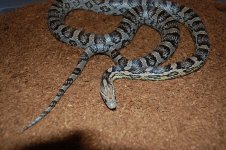DSC_0210.JPG