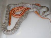 Ultramel Lav  h Mot X Amel Tess h Lavender (DR198).JPG