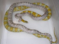 Ultramel Lav  h Mot X SK Caramel h Amel (DR75).JPG
