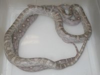 Ultramel Lav h Mot X Lav Motley h Amel Ultra (DR201).JPG