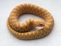 Albino Hognose 2.jpg