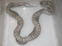 Ultramel Lav h Mot X Lavender Tess h Amel OR Ultra (DR197).JPG