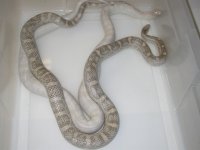 Ultramel Lav h Motly X Opal h Motley (DR158).JPG