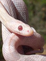 Ace Jan '05 - close up.JPG