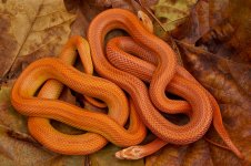 Squirrel and Twizzler Dec 2013-1.jpg
