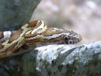 Saffron May '11 - close up.jpg
