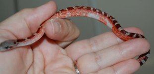 PS Blood Male 6 ME 2014-08-21.JPG