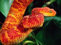 mount-kenya-bush-viper.jpeg