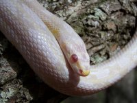 Ebru Jan '12 - close up - 8.jpg