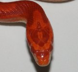 head1.jpg
