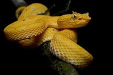 Bothriechis_schlegelii_(La_Selva_Biological_Station).jpg