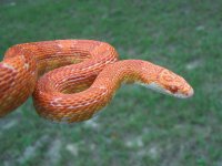 Amel Sunkissed female 9-24-09 - close up.jpg