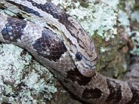 Josephine Jan '12 - close up - 2.jpg