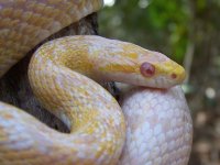 Ione Feb '12 - close up - 67 - brightness contrast only.jpg