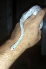 pinky1.jpg